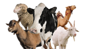 Kriteria Hewan Qurban yang Layak Sembelih Menurut Syariat