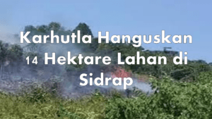 Karhutla Hanguskan 14 Hektare Lahan di Sidrap