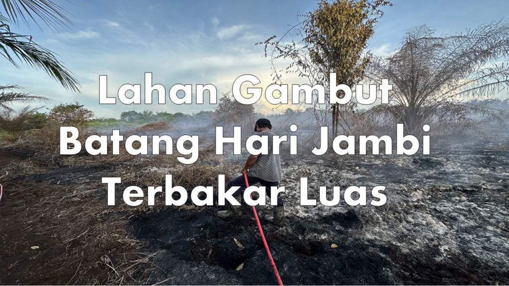 Lahan Gambut Batang Hari Jambi Terbakar Luas