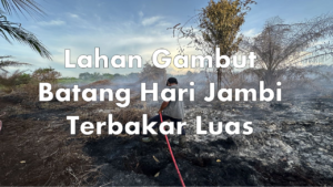 Lahan Gambut Batang Hari Jambi Terbakar Luas